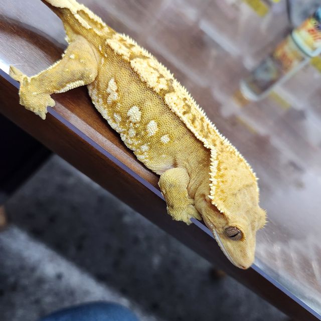 크림시클