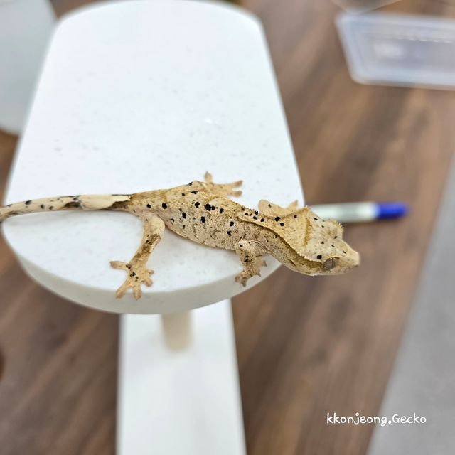 슈퍼달마시안