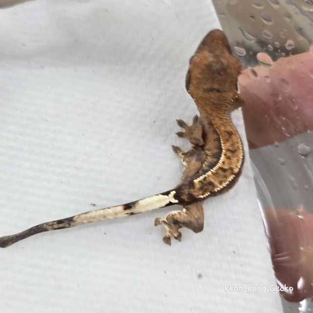 100%헷아잔틱 카푸치노