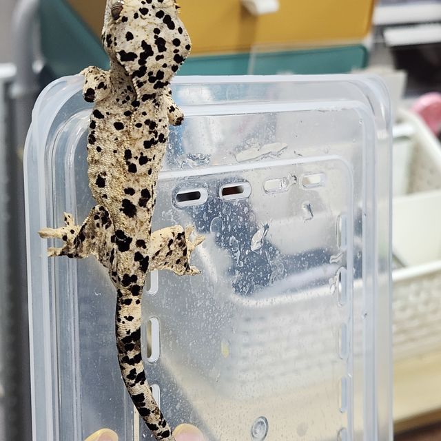 슈퍼달마시안