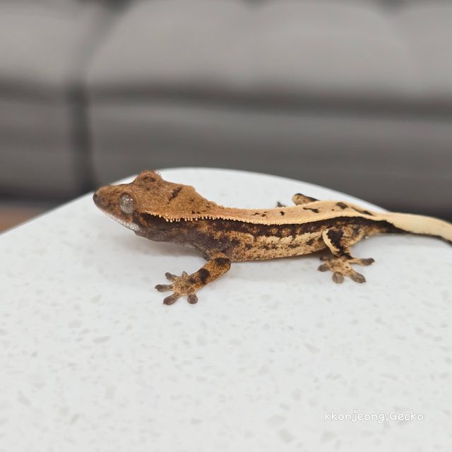 세이블