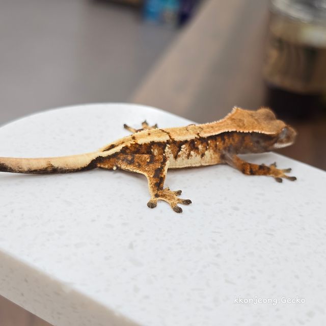 세이블