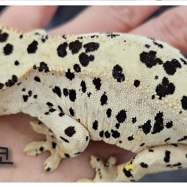 Super Dalmatian