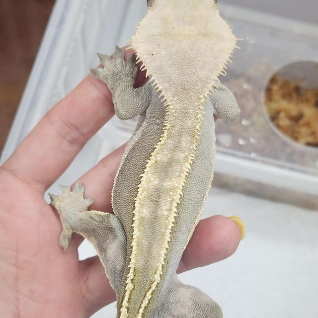 엠티백
