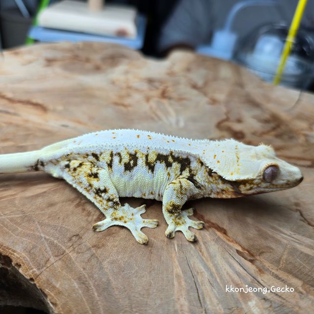 릴리화이트 트라이