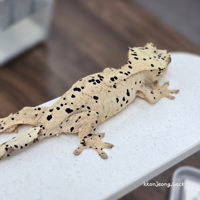 Super Dalmatian Dalmatian