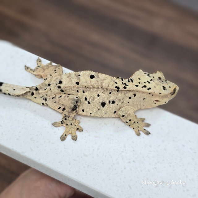 Super Dalmatian Dalmatian