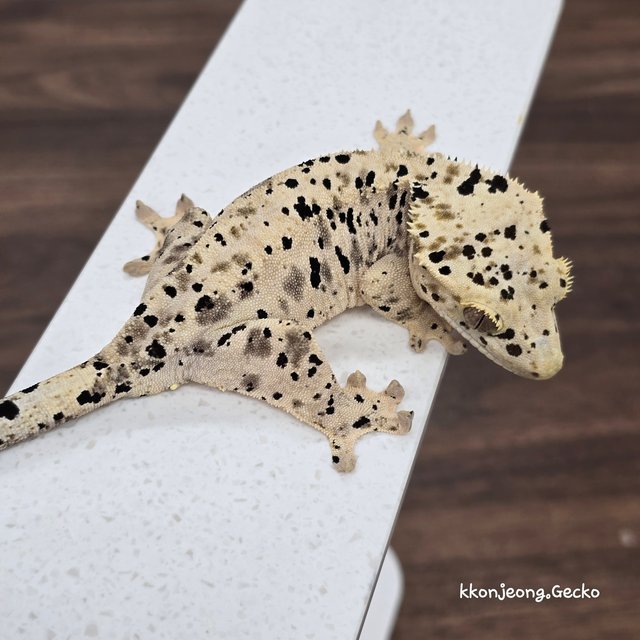 Super Dalmatian Dalmatian