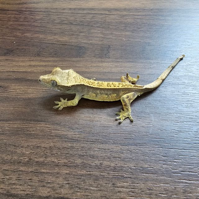 트라이