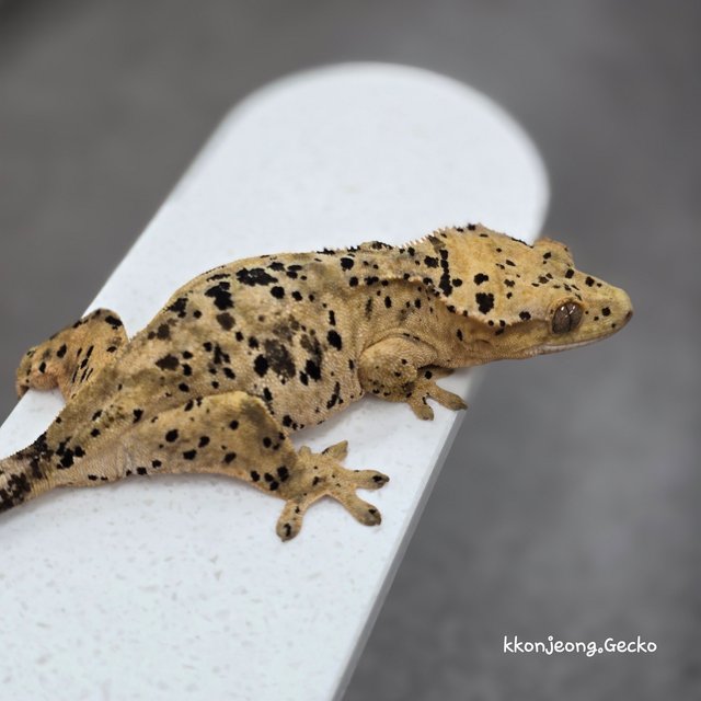 Dalmatian Super Dalmatian