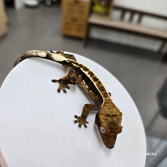 카푸치노 다크