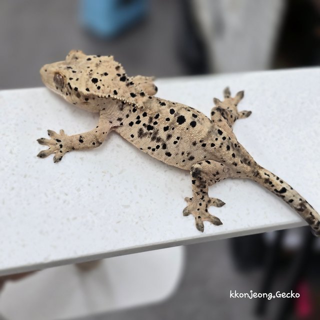 Super Dalmatian Dalmatian