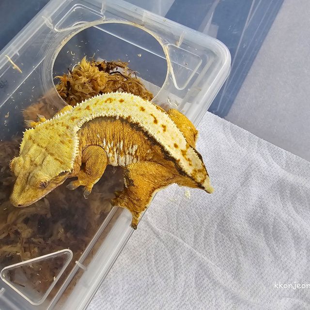 트라이 텐저린 화이트스팟