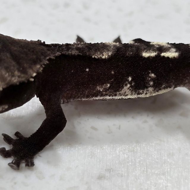 아잔틱