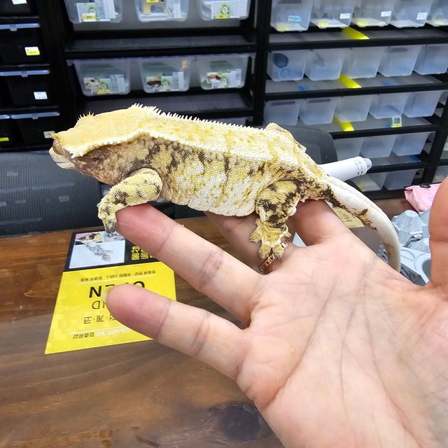 트라이 바브