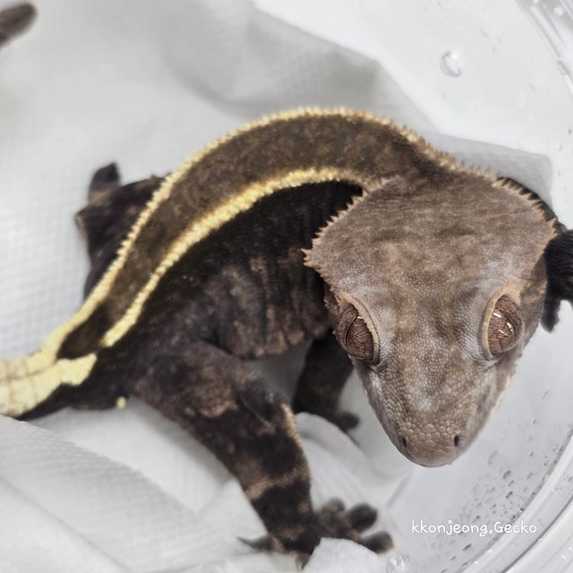 카푸치노 엠티백