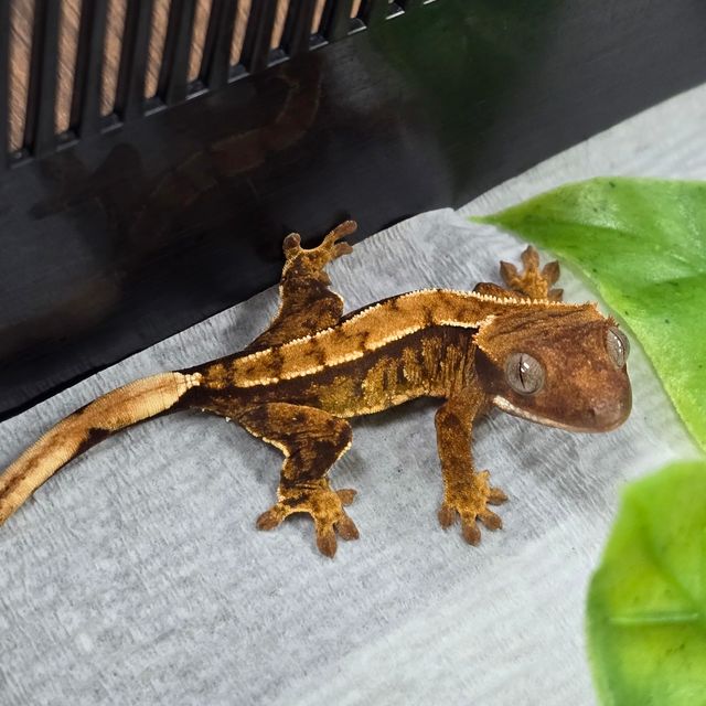 트라이 익스트림할리퀸