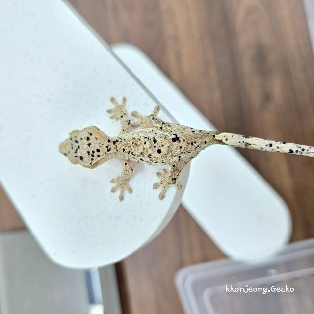 Super Dalmatian