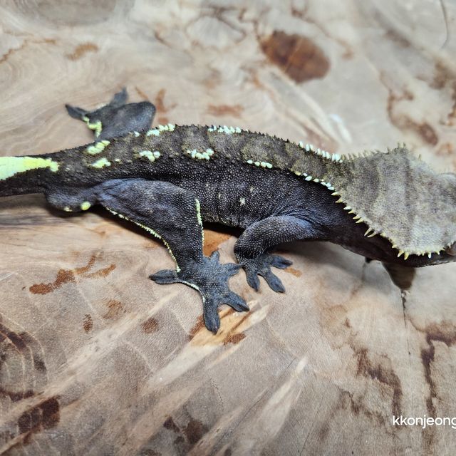 아잔틱