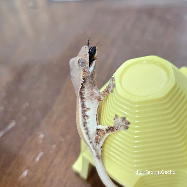 릴리 세이블