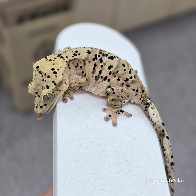 Super Dalmatian Dalmatian