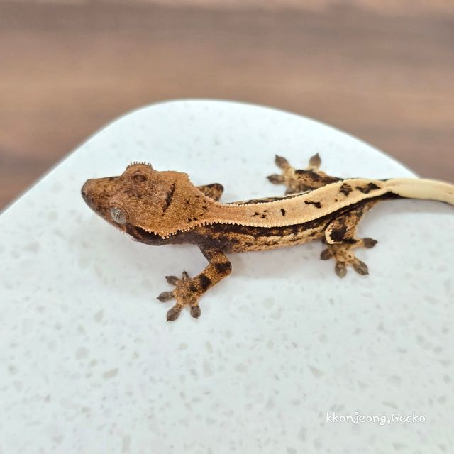 세이블