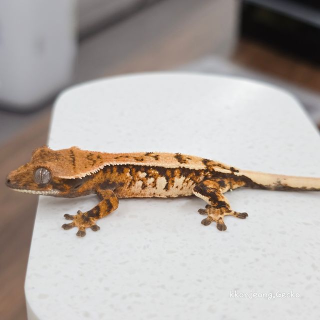 세이블