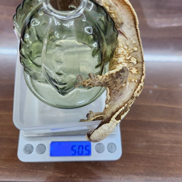 크림시클