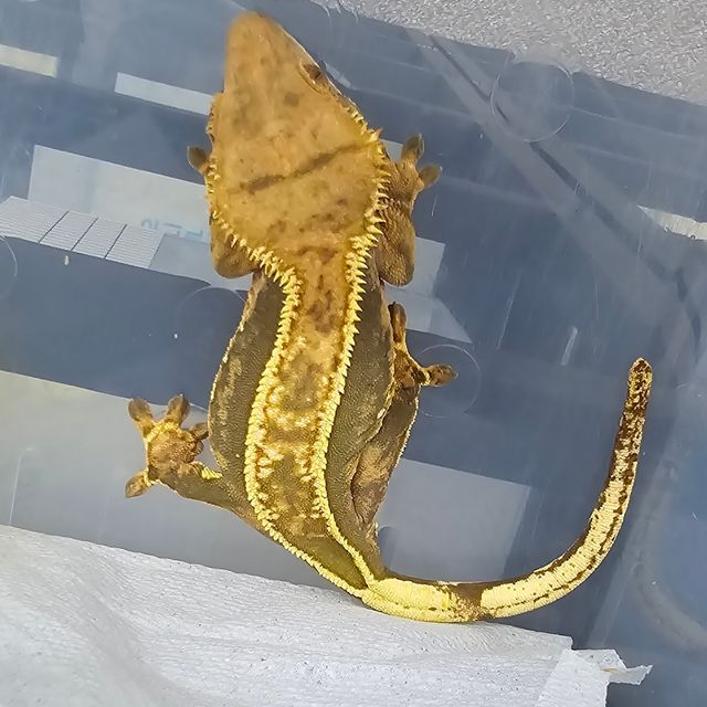 엠티백