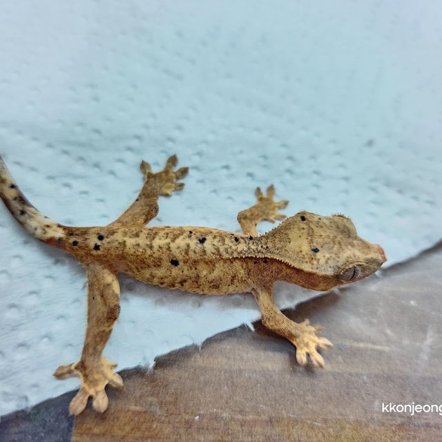 슈퍼달마시안