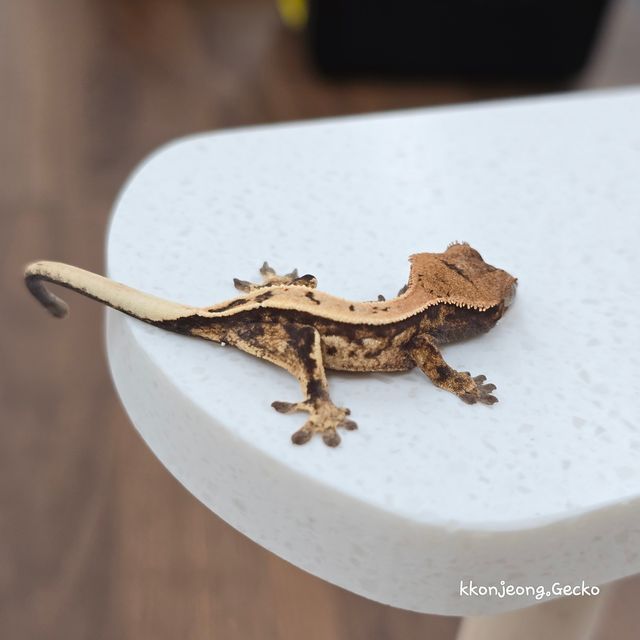 세이블