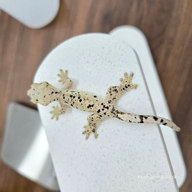 슈퍼달마시안