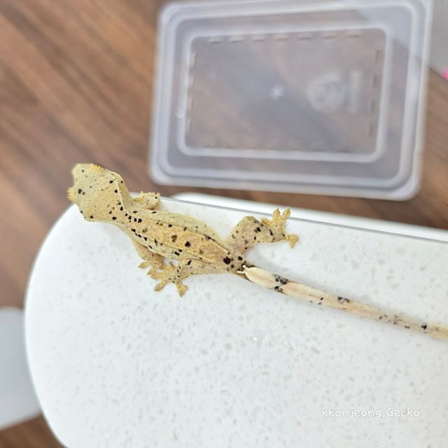 슈퍼달마시안