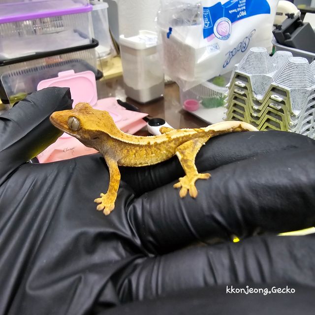 트라이 익스트림할리퀸 화이트핀 바브