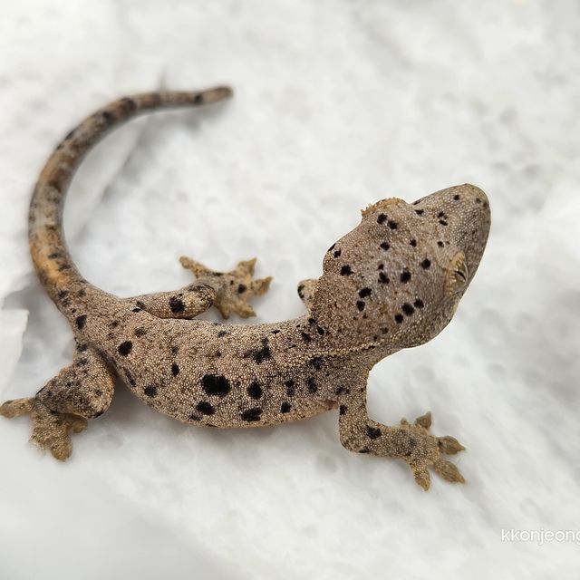 슈퍼달마시안