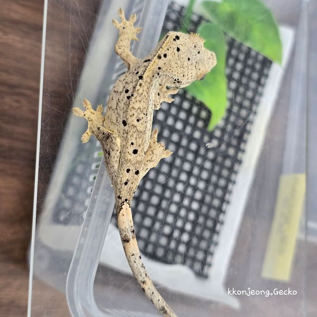 슈퍼달마시안