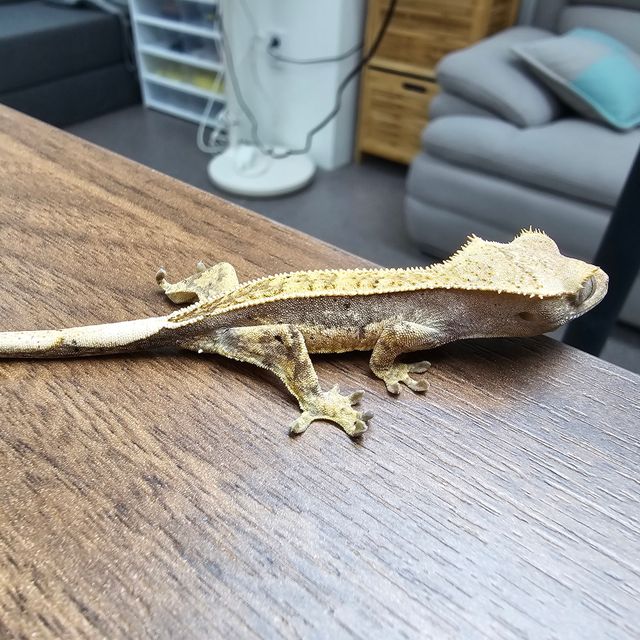 트라이
