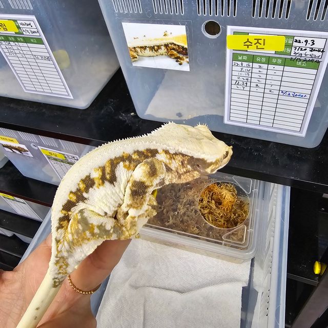 릴리화이트
