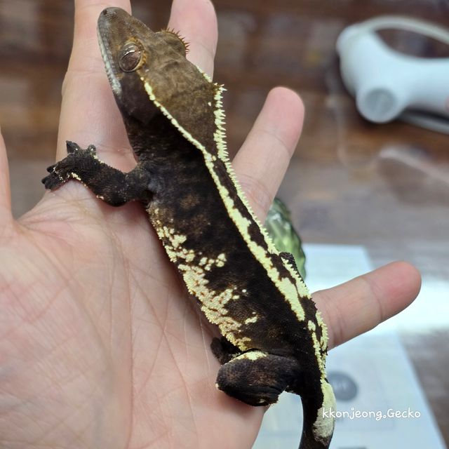 카푸치노