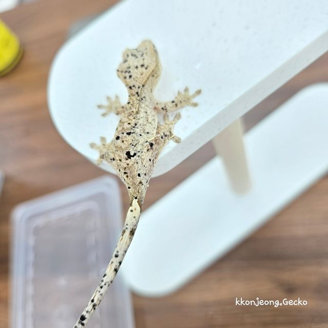 Super Dalmatian