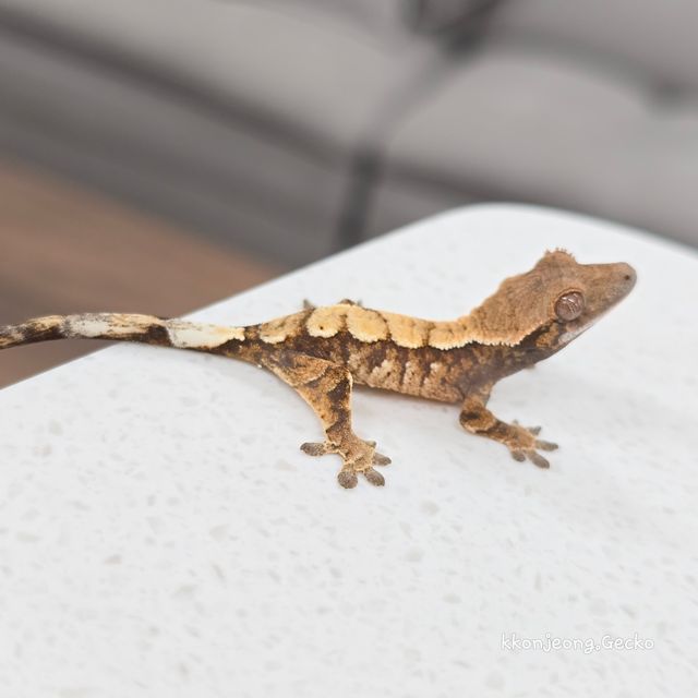 세이블
