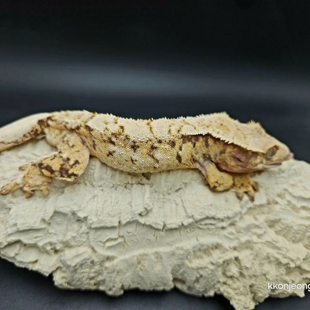 트라이