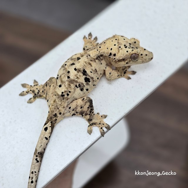 Super Dalmatian Dalmatian