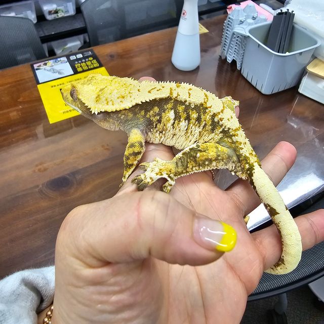 트라이