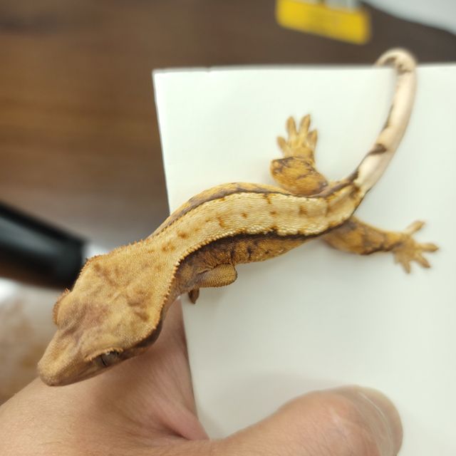 트라이