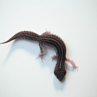 블랙나이트 갤럭시