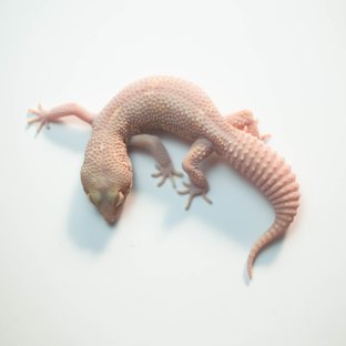 벨 블랙나이트 스노우