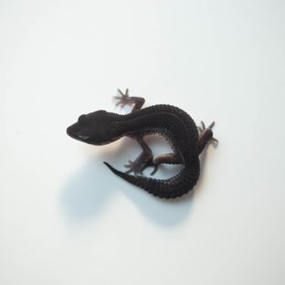 블랙나이트 스노우