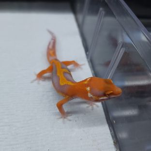 레드