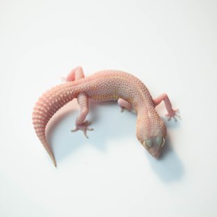 벨 이클립스 스노우 블랙나이트